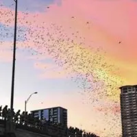 Photo of people on a bridge watching bats flock from underneath at sunset.