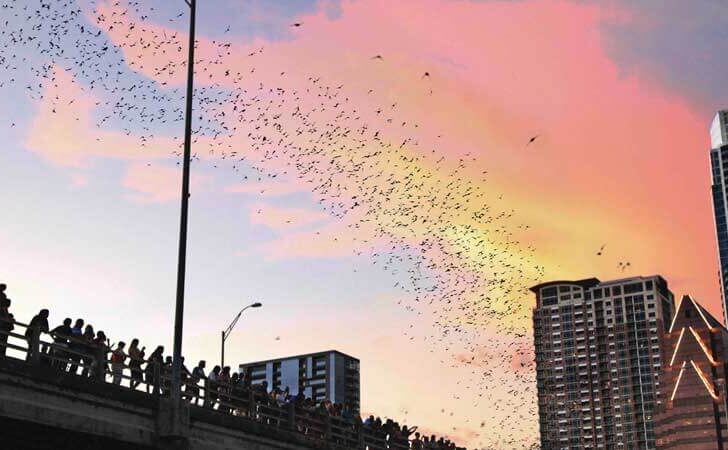 Photo of people on a bridge watching bats flock from underneath at sunset.