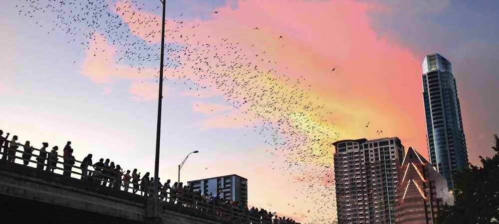 Photo of people on a bridge watching bats flock from underneath at sunset.