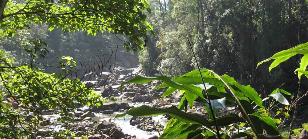 Sinharaja Forest Reserve, one of 8 UNESCO sites in Sri Lanka.