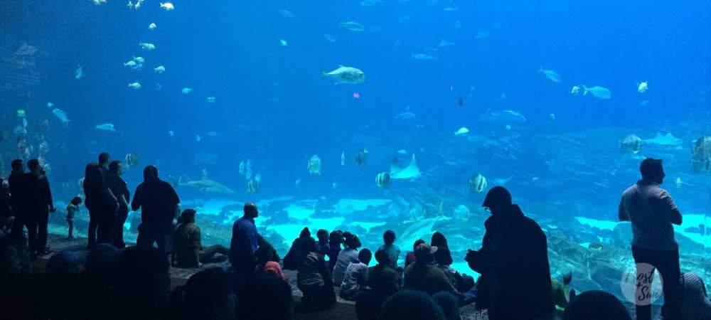 Landscape view of a crowd of people watching fish swim in the large aquarium tank at the Georgia Aquarium.