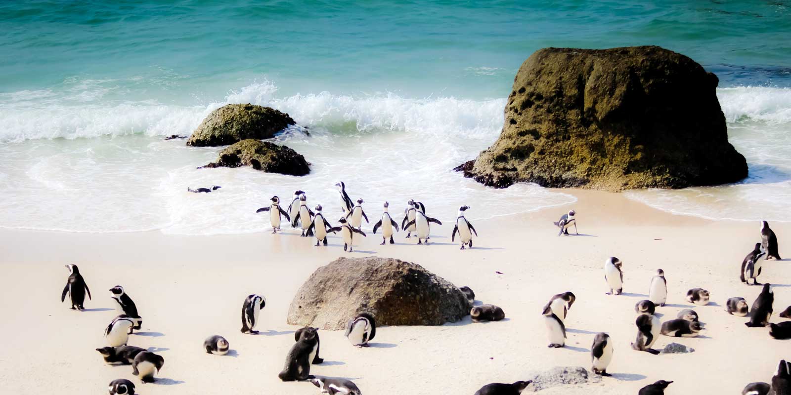 Explore South Africa, from the penguin filled beaches of Cape Town to vineyards of Stellenbosch.