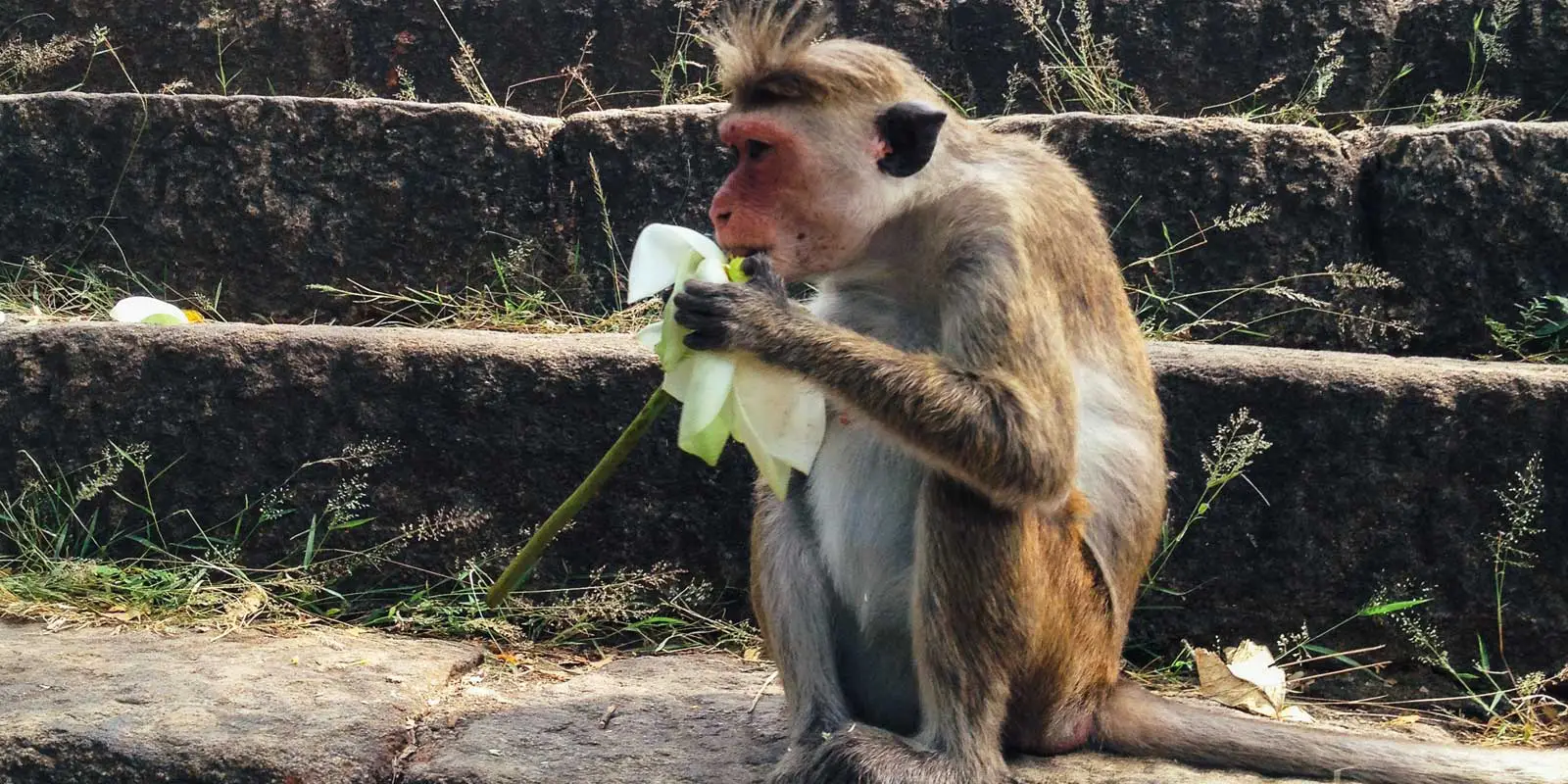Zoomed in photo of a toque macaque monkey eating a flower while sitting on stone steps at Dambulla cave temple.