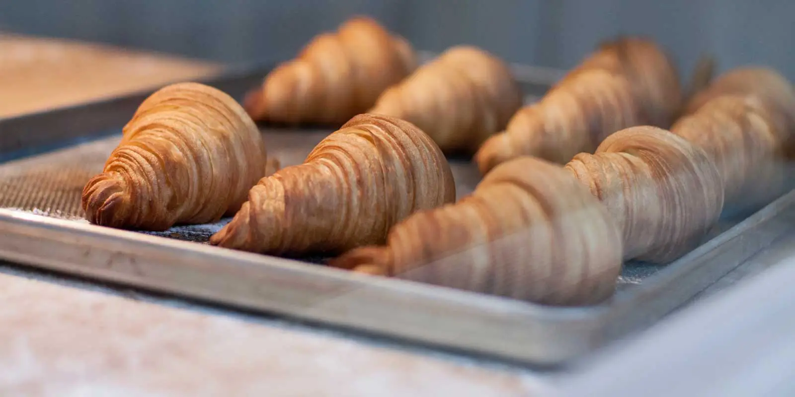 Closeup of freshly baked croissants on a baking tray.