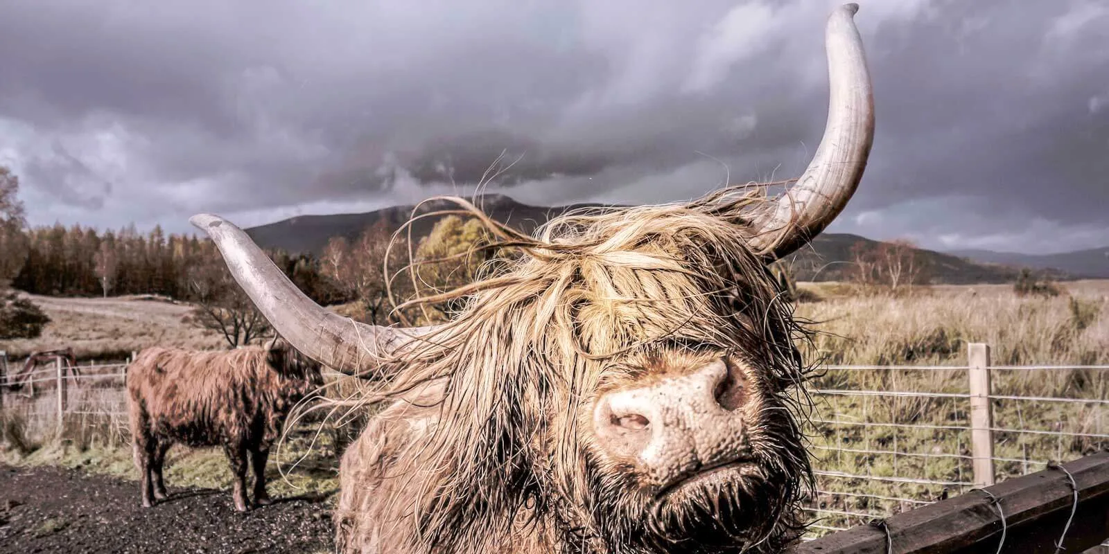 Closeup of a Scottish Highland cattle with long hair and big horns.