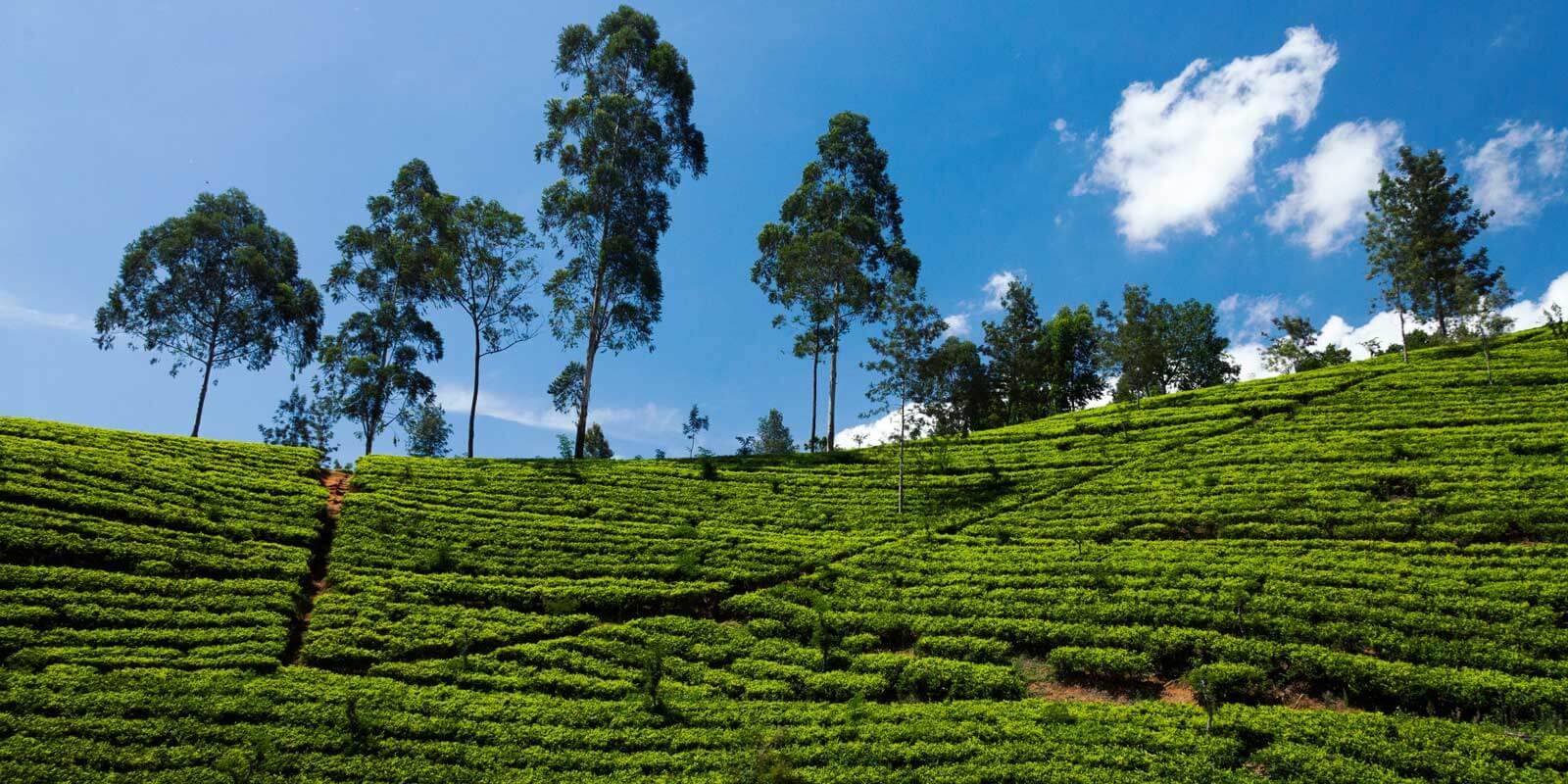 Landscape view of a tea field.