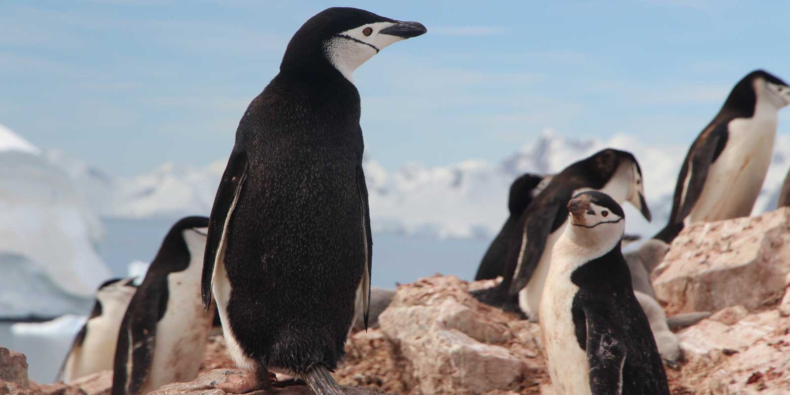 Close up photo of penguins in Antarctica