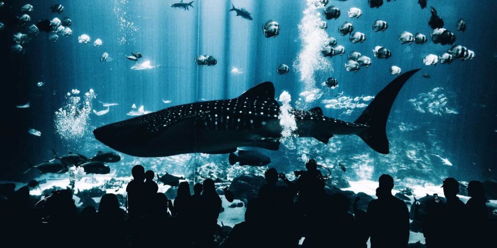 Photo of one of the aquariums at Georgia Aquarium, one of the attractions covered by the Atlanta CityPass.