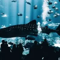 Photo of one of the aquariums at Georgia Aquarium, one of the attractions covered by the Atlanta CityPass.