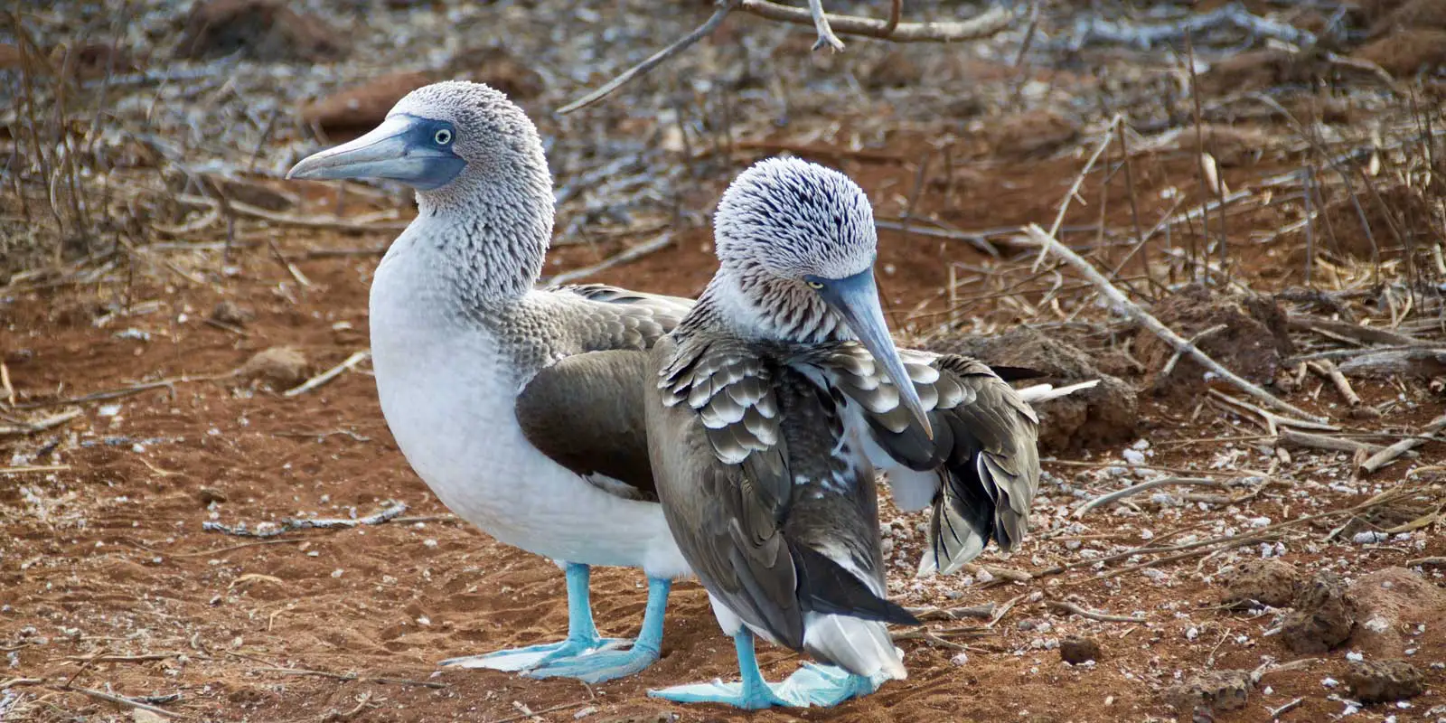 Close up shot of 2 blue footed booby birds.