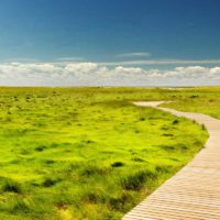 A wooden path cuts through sea grass