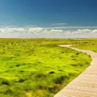 A wooden path cuts through sea grass