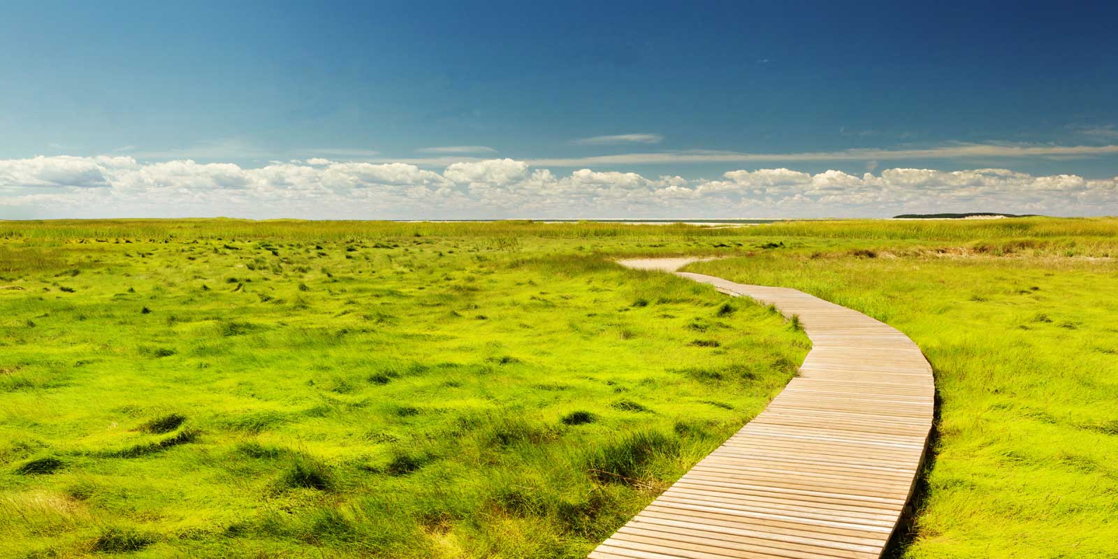 A wooden path cuts through sea grass