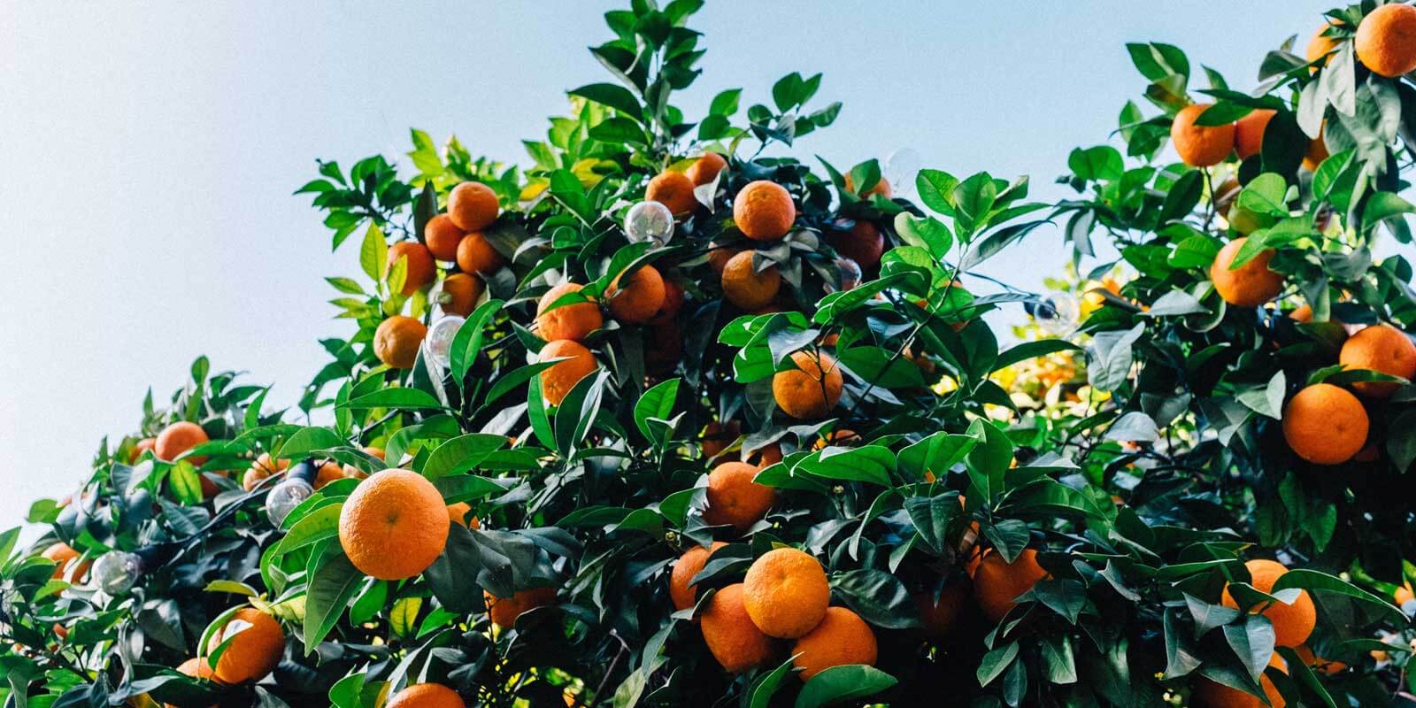 Close up shot of Florida oranges