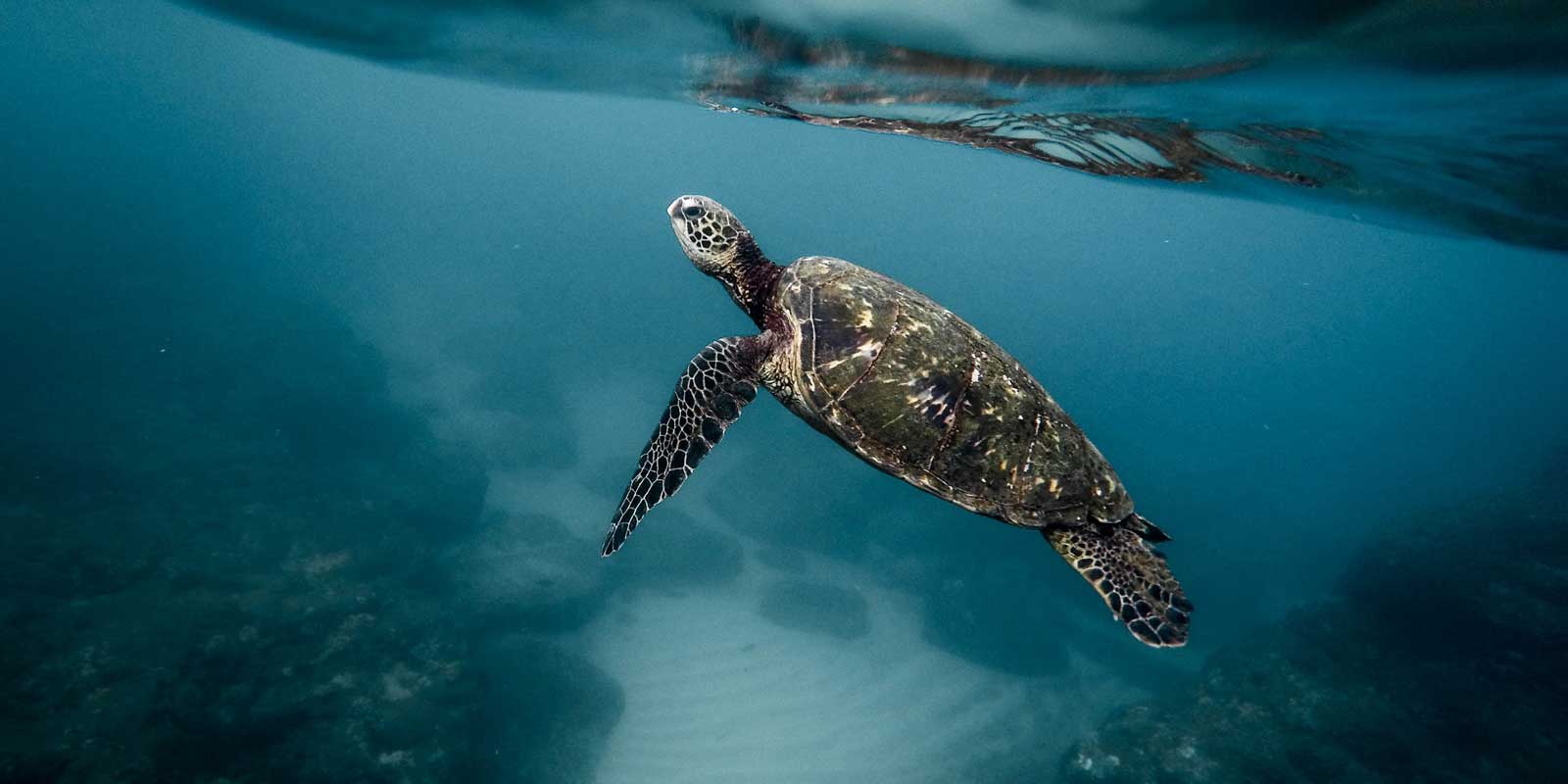 Closeup of a sea turtle swimming in the ocean in Hawaii