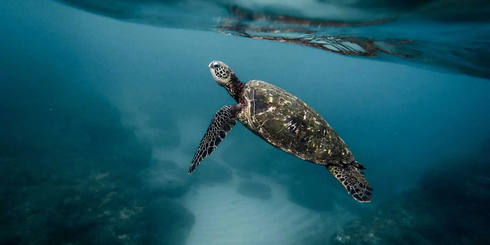 Closeup of a sea turtle swimming in the ocean in Hawaii