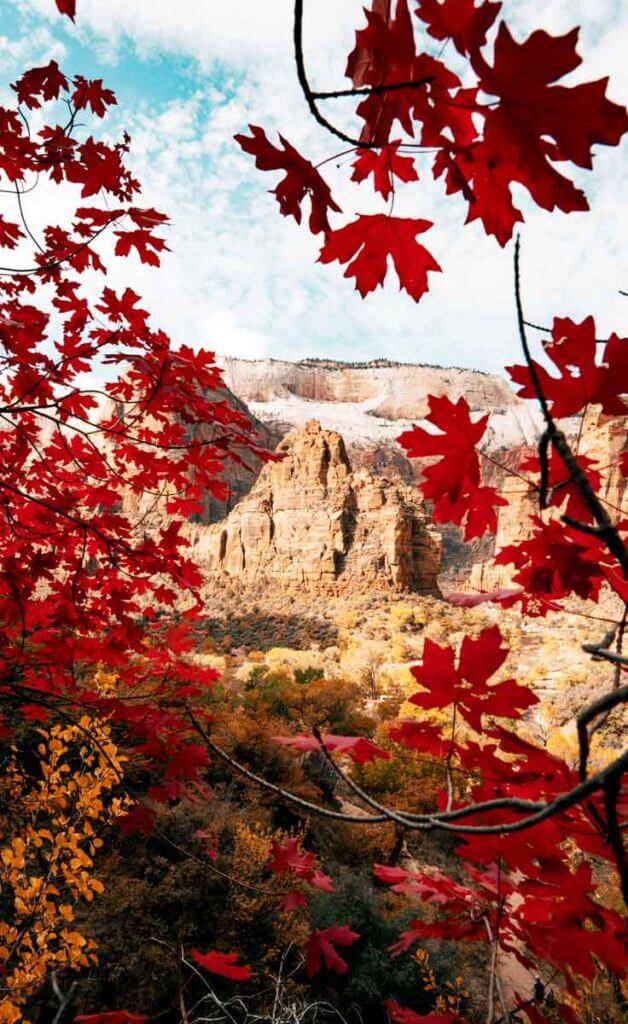 Red Fall foliage overlooking Angels Landing at Zion National Park in Utah