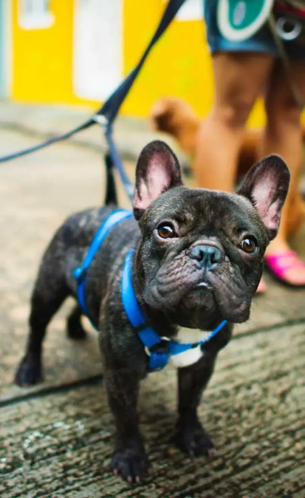 Close up of a brindle Frenchie on a bright blue leash, standing on a sidewalk.