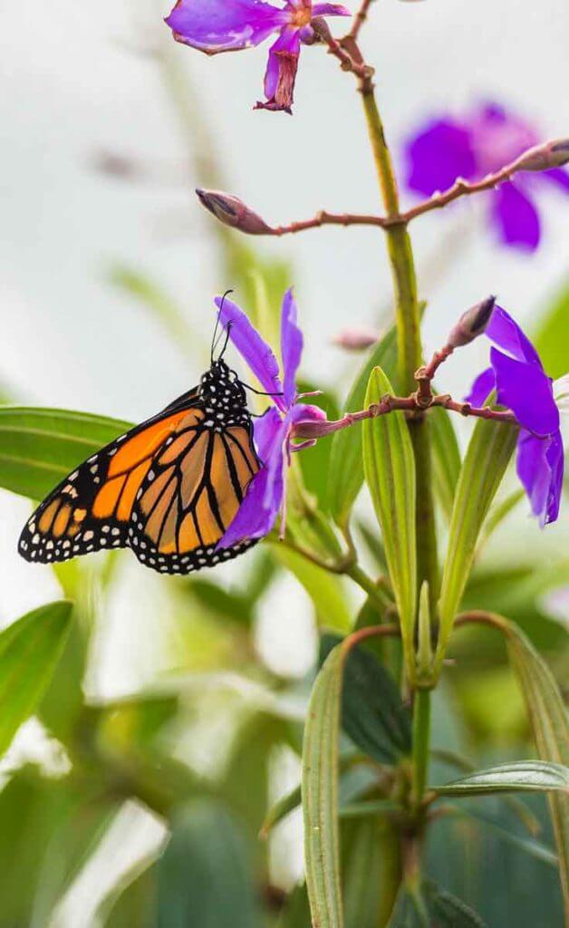 Close up photograph of an orange and black butterfly on a purple flower.