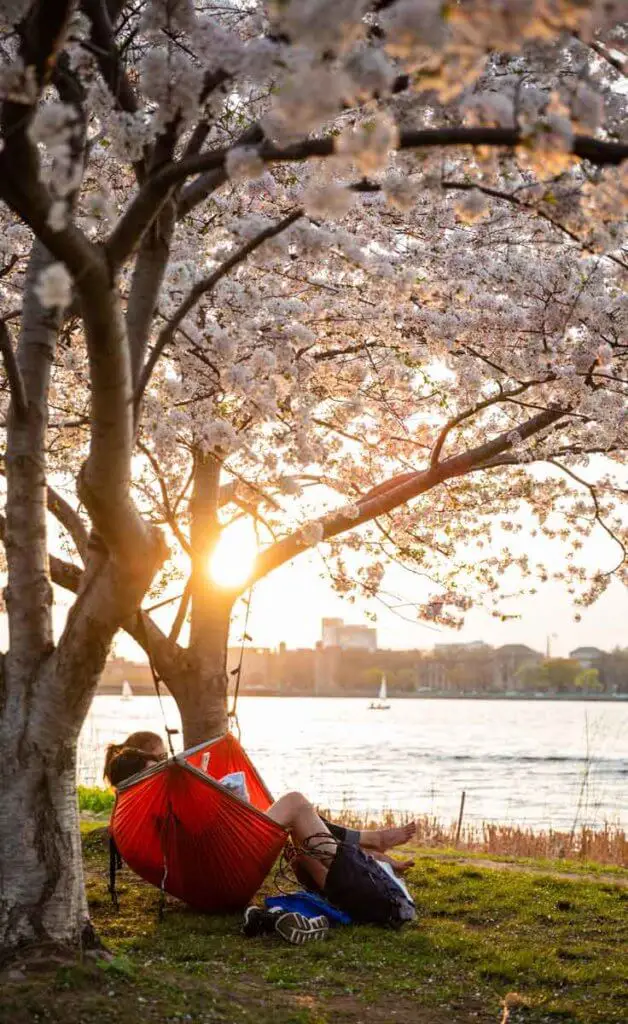 Portrait view of the Charles River Esplanade at sunset with a couple in a hammock between 2 cherry blossom trees.