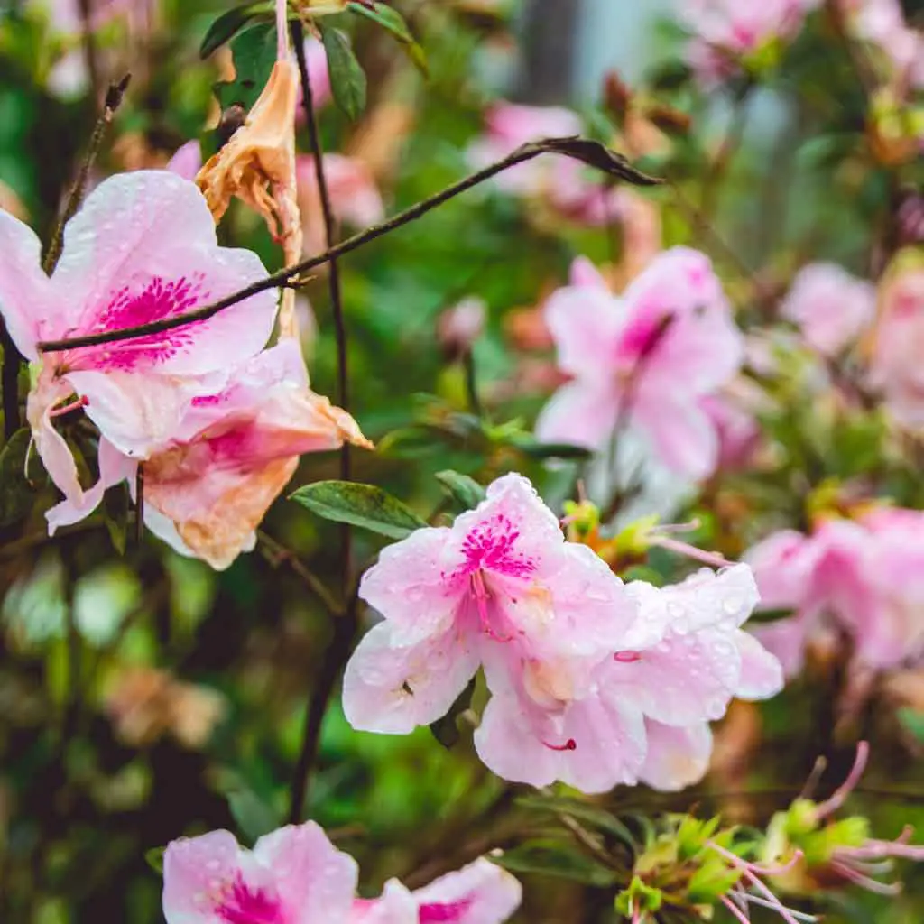 Closeup of pink azalea flowers in bloom.