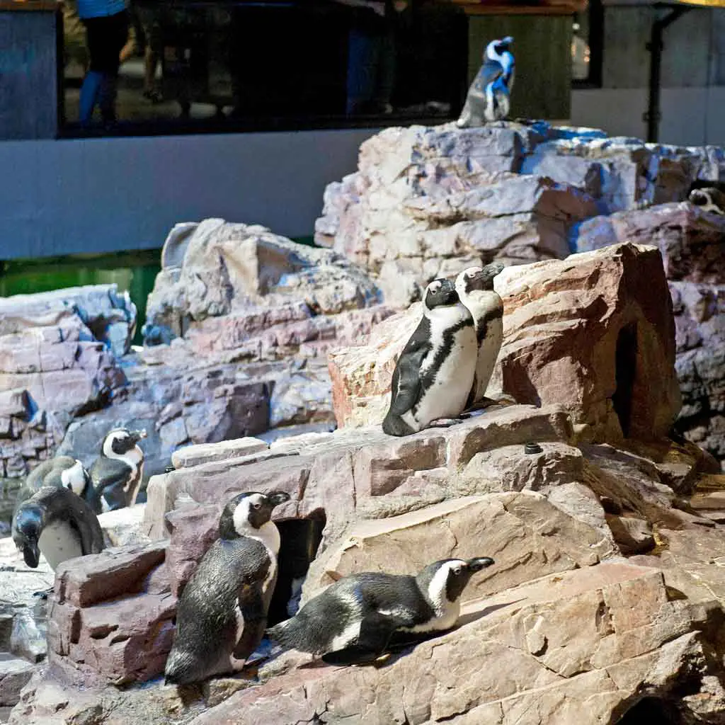 Closeup of African penguins in an enclosure at the New England Aquarium.