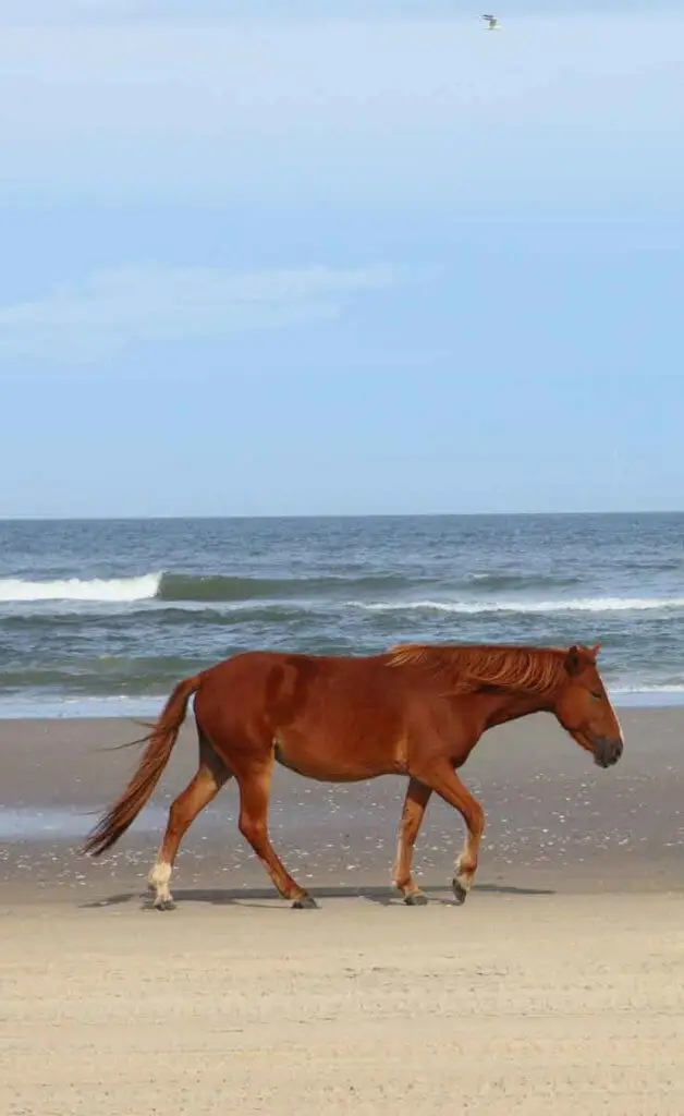 A rusty red wild Mustang horse walking along Carova Beach in North Carolina.