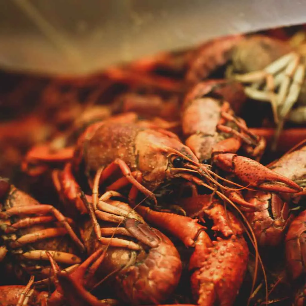 Closeup of a pile of bright red, cooked, crawfish.