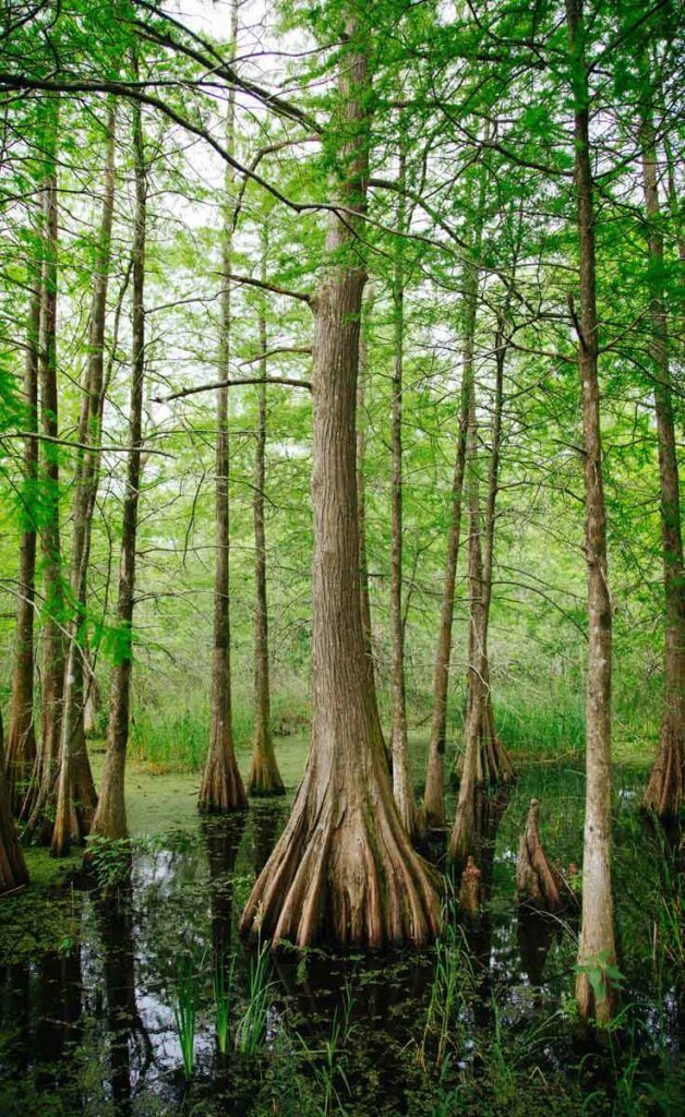 A forest of cypress trees growing out of a swamp.