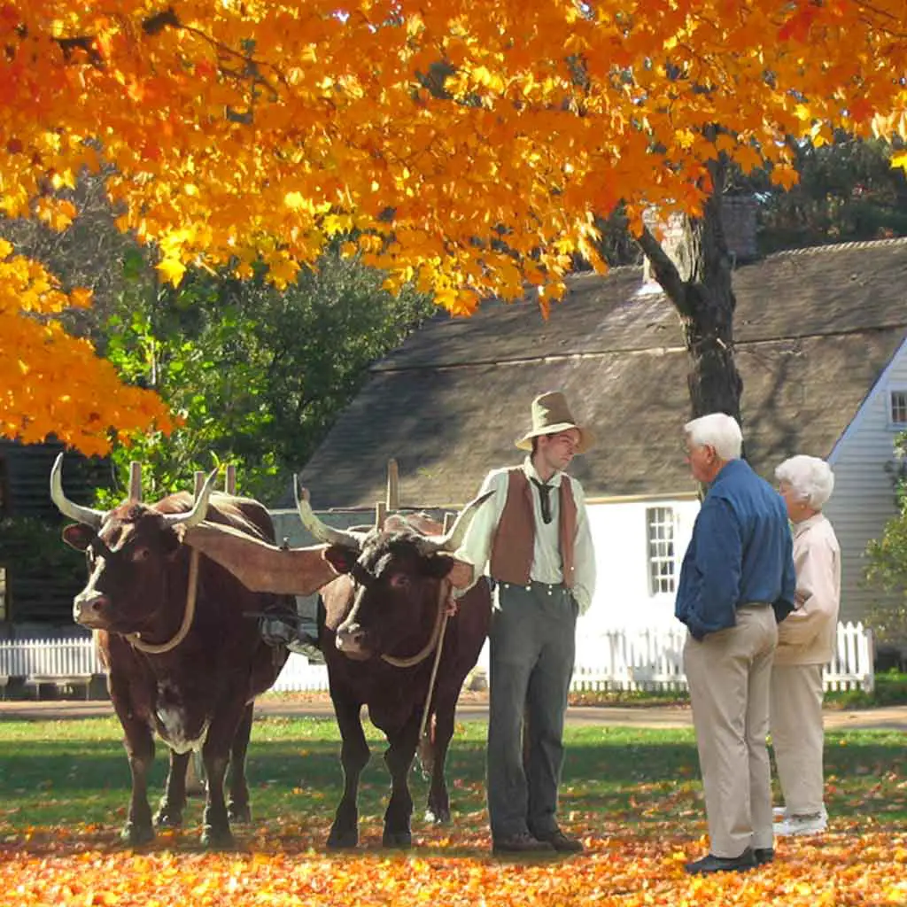 An elderly couple talks to a historian with 2 oxen at Old Sturbridge Village during the Fall season.