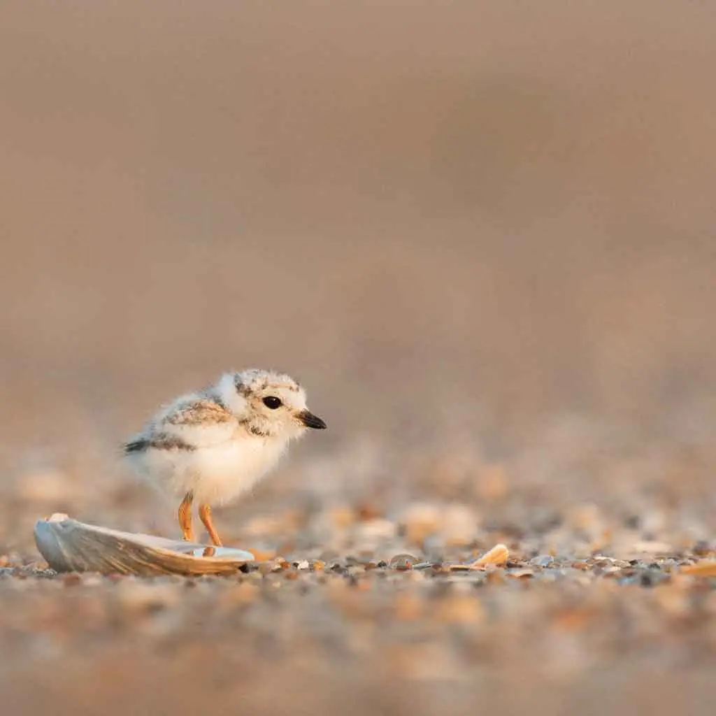Closeup of a piping plover chick standing on sand.