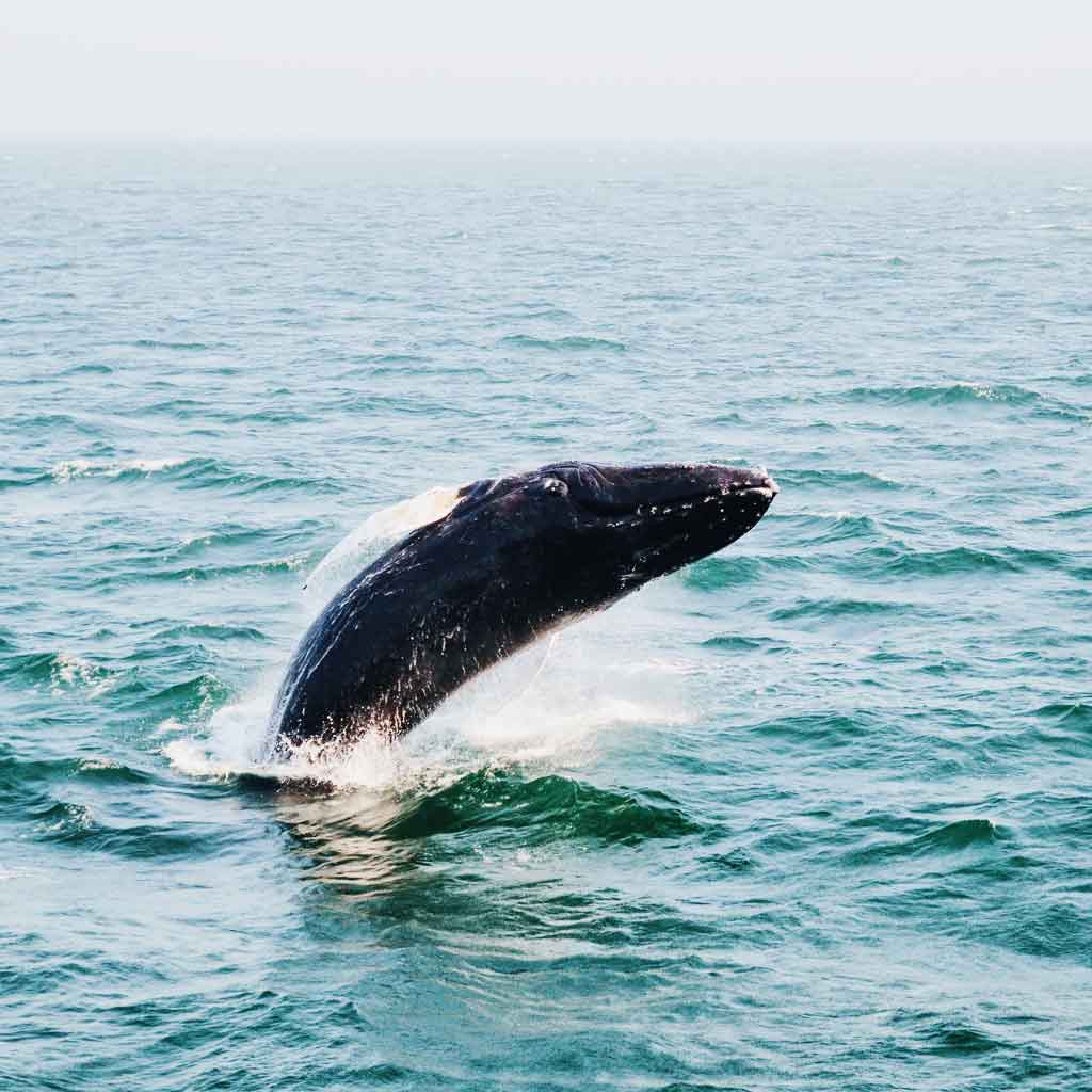 Photograph of a whale jumping out of the ocean.