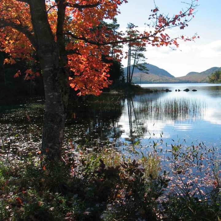 Photo of a tree with bright orange leaves next to a calm lake with mountains in the background.