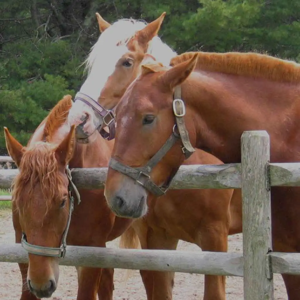Photo of 3 chestnut-colored horses standing behind a wooden fence.