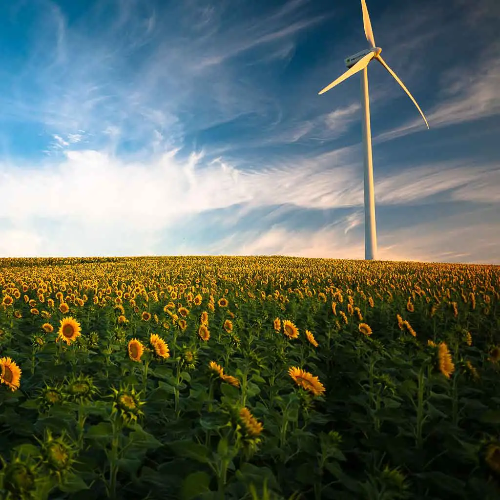 An energy wind mill standing in a field of sunflowers.