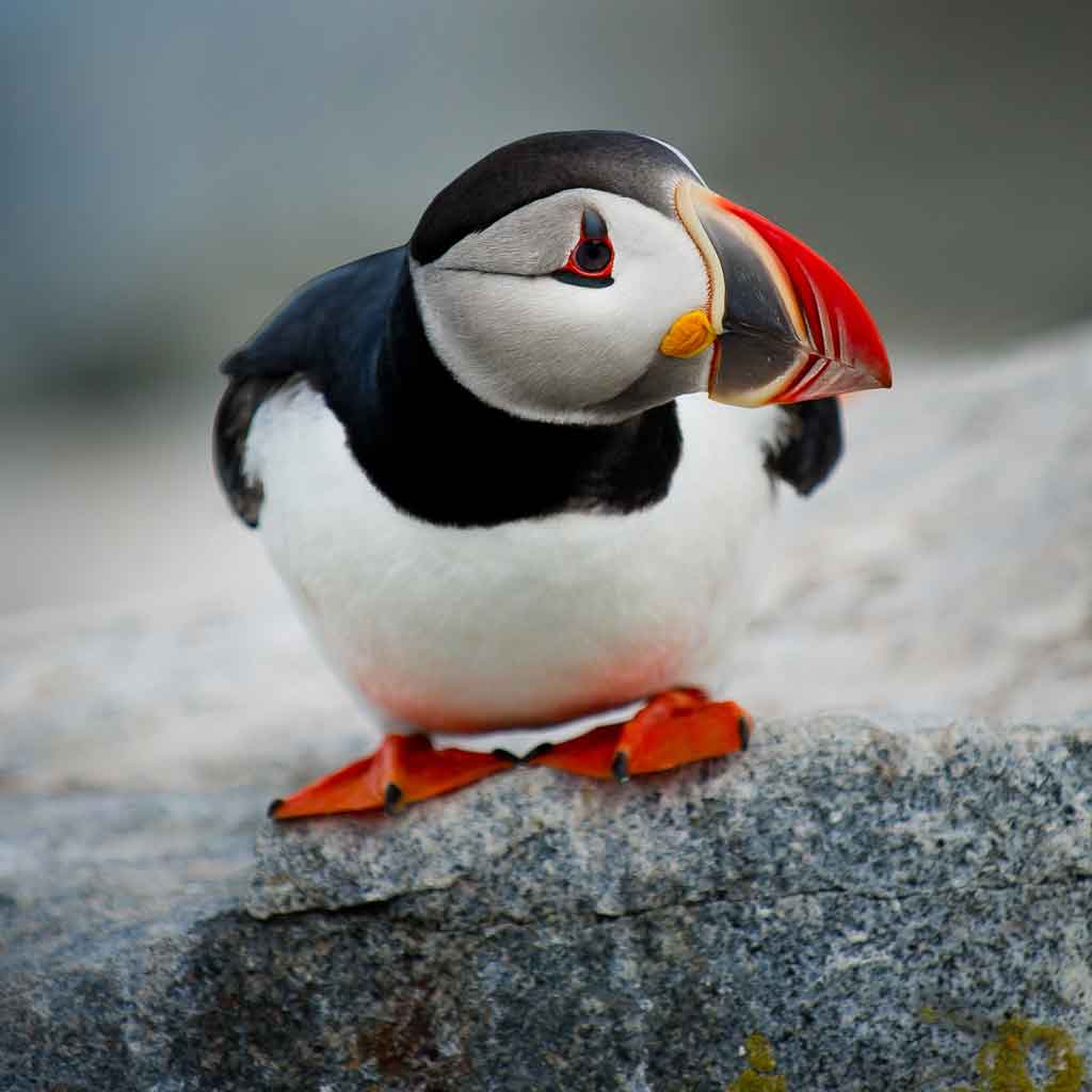 Closeup photograph of an Atlantic Puffin.