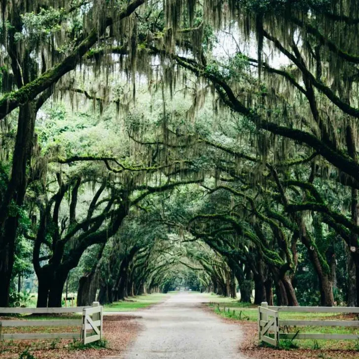 Landscape view of a dirt road with mossy trees forming an arch overhead.