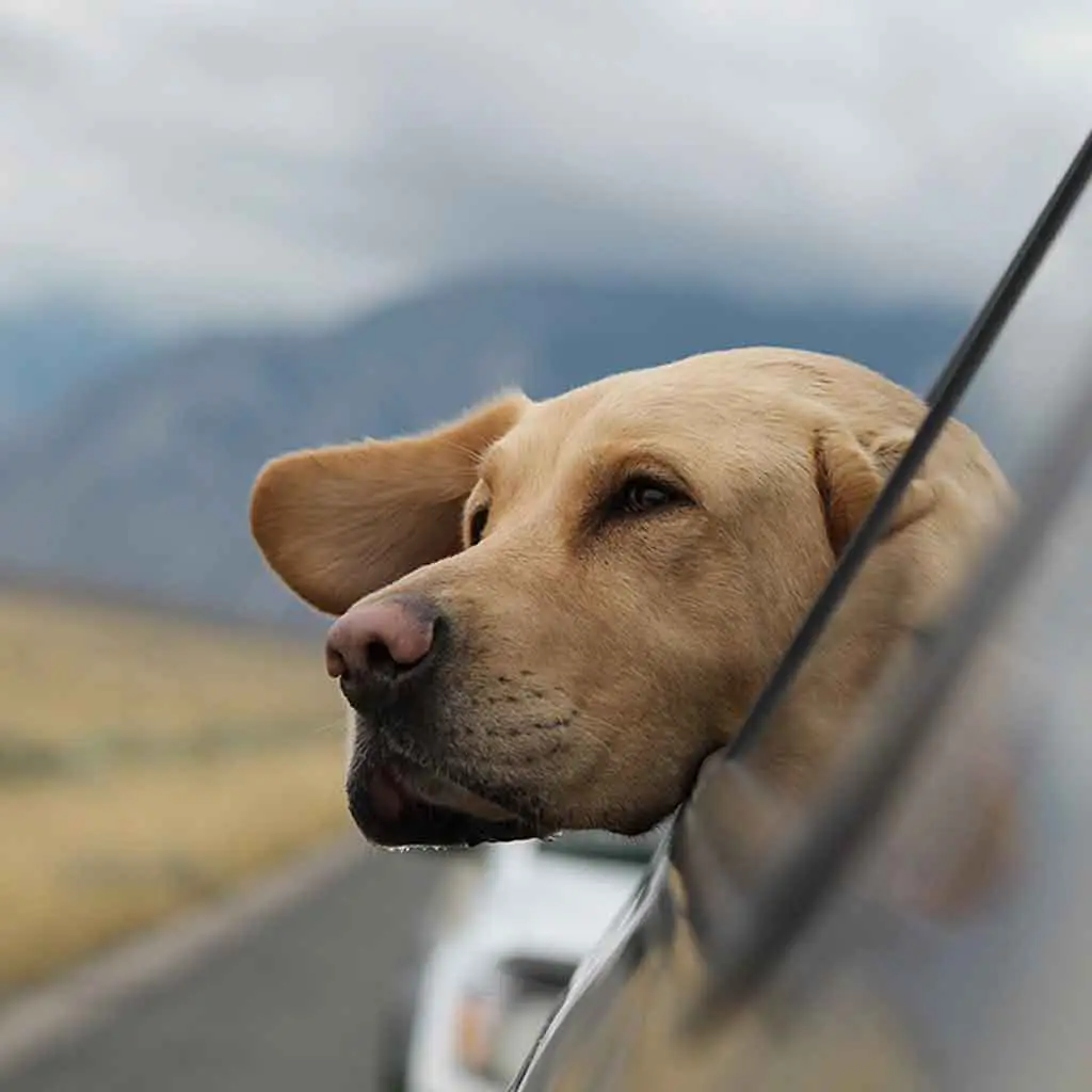 Closeup of a dog sticking its head out of a car window.