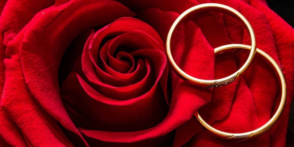 Closeup of a red rose with 2 gold rings resting on it.