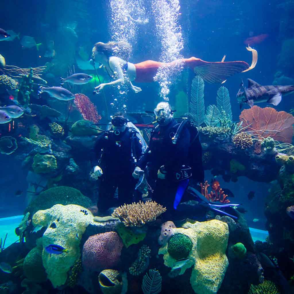 A scuba diving couple holds hands in an aquarium while a mermaid swims above them.