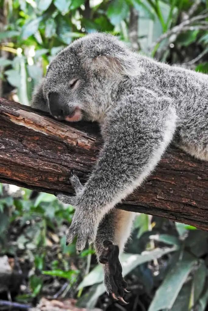 Closeup of a koala bear sleeping on a tree branch.