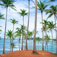 Photo of a hill with palm trees overlooking the ocean.