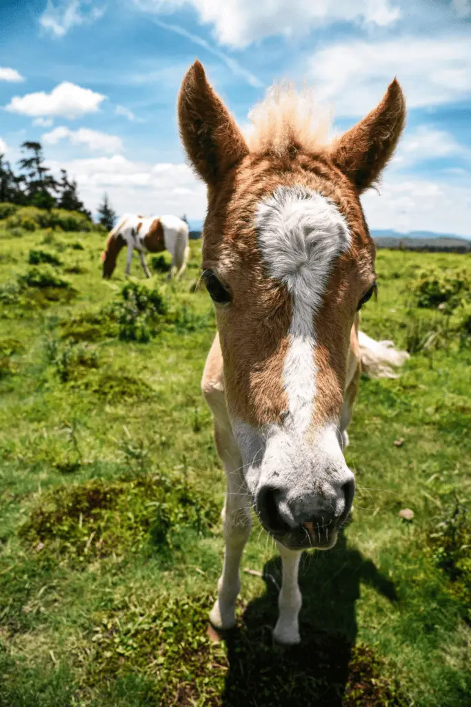 Closeup photo of a wild pony in a green field. Another pony is pictured in the distance, eating grass.