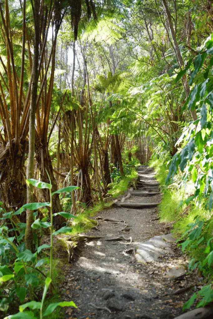 View of a tree-lined portion of the Kilauea Iki Trail at Hawaii Volcanoes National Park.