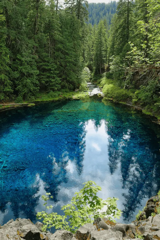 View of a pristine aqua blue pool set admist coniferous trees.