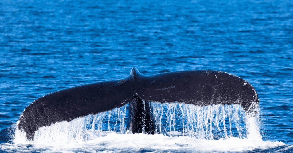 Closeup of a humpback whale's tail popping out of the water.