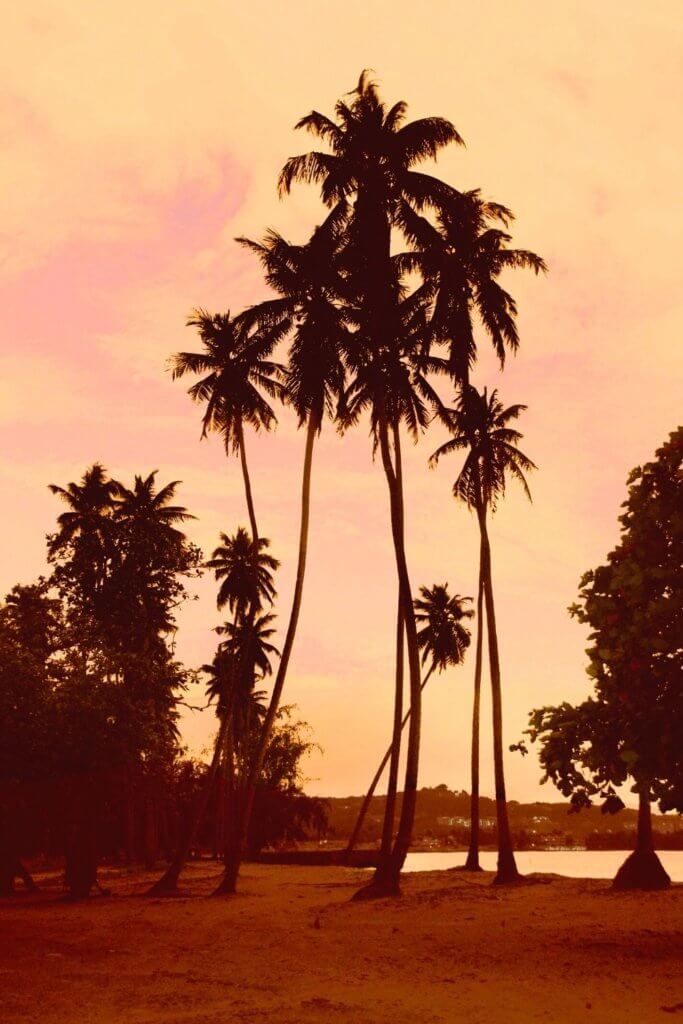 Silhouettes of palm trees on a beach with a pink and orange sky behind them.