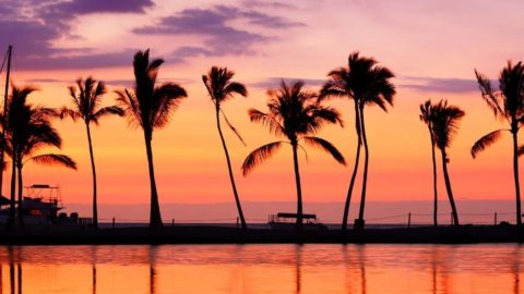 Silhouettes of palm trees with water in the foreground and a purple and red sunset in the background.