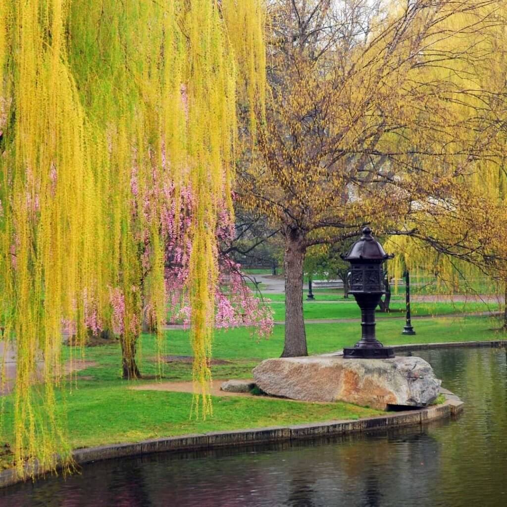 Photo of the Boston Public Garden in the Spring with pink flowers budding on trees and yellow-green weeping willow trees in bloom.