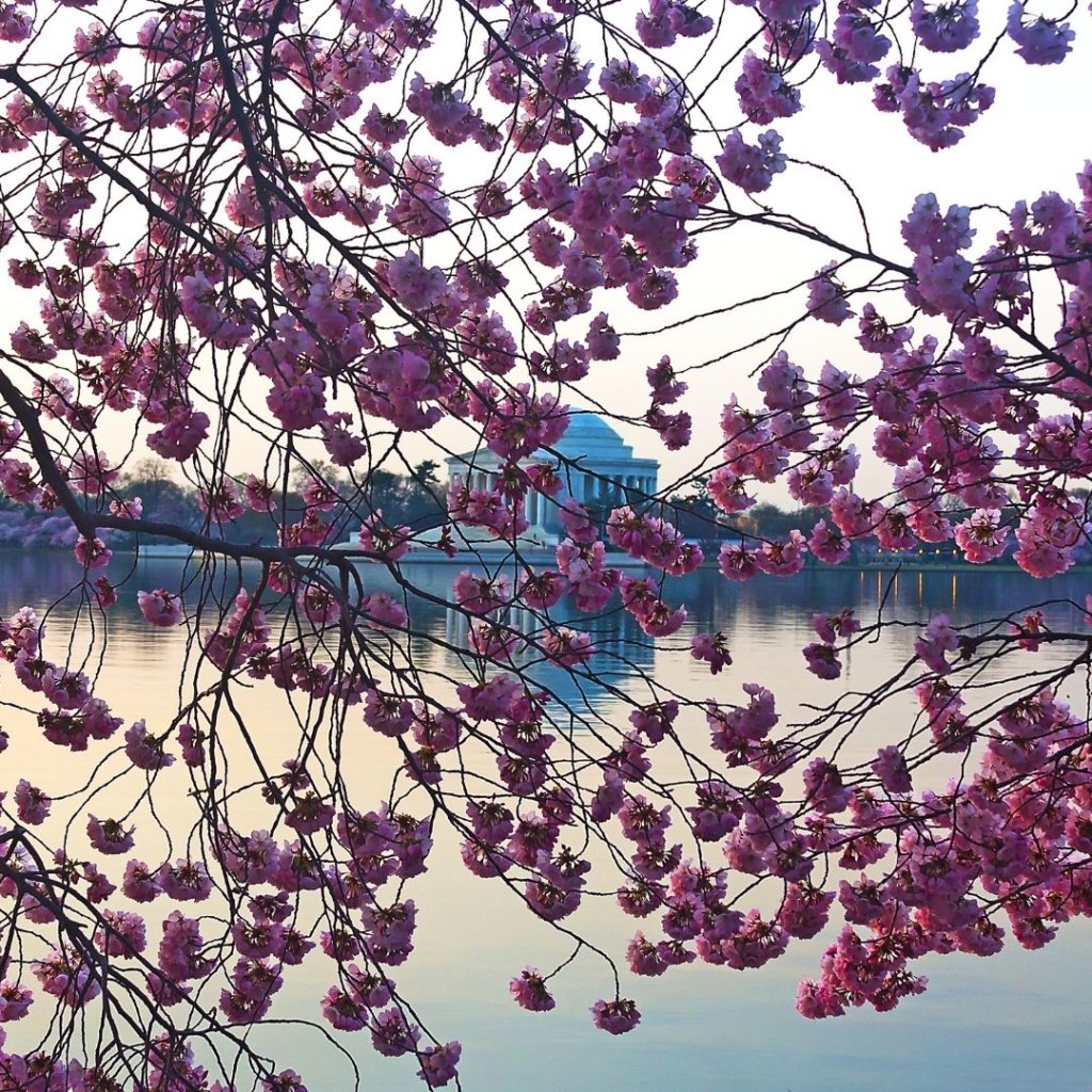 Photo of Jefferson Memorial from across the Tidal Basin with Cherry Blossom Trees in full blossom in the foreground.